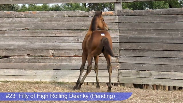 Lot #23 - Filly of High Rolling Deanky
