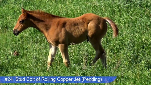 Lot #24 - Stud Colt of Rolling Copper Jet
