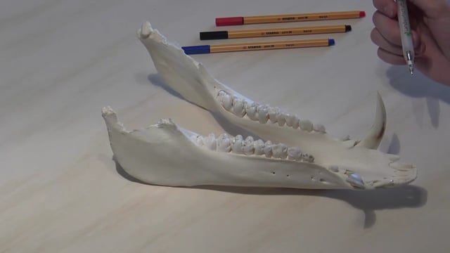 Zahnbenennung am Schwarzwild Unterkiefer