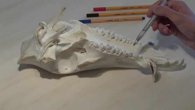 Zahnbenennung am Schwarzwild Oberkiefer