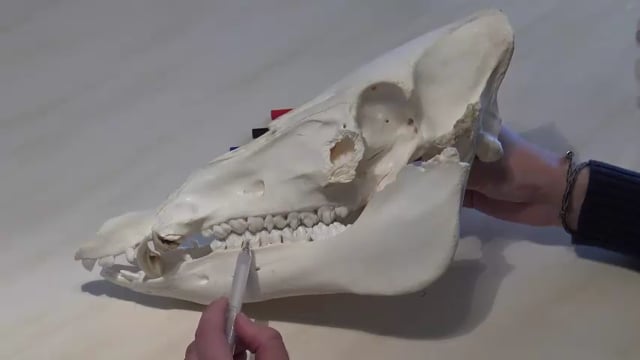 Zahnformel Schwarzwild am kompletten Schädelpräparat