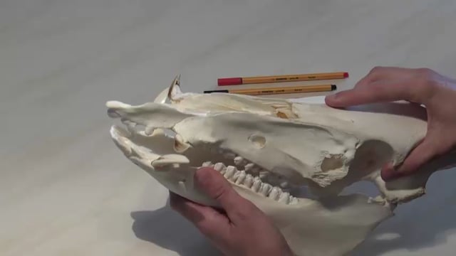 Das schärfen der Gewehre