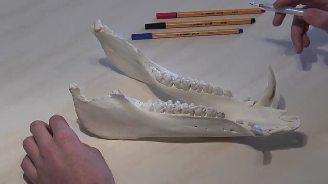 Keilerwaffenentnahme