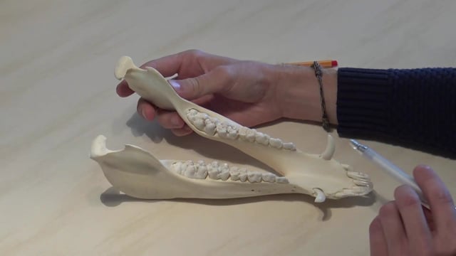 Bachen Unterkiefer ohne P1