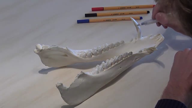 Altersschätzung beim Schwarzwild an den Gewehren