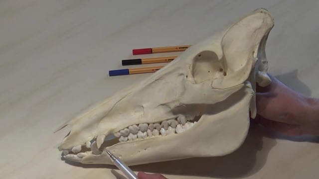 Komplettes Schadelpräparat der Bache