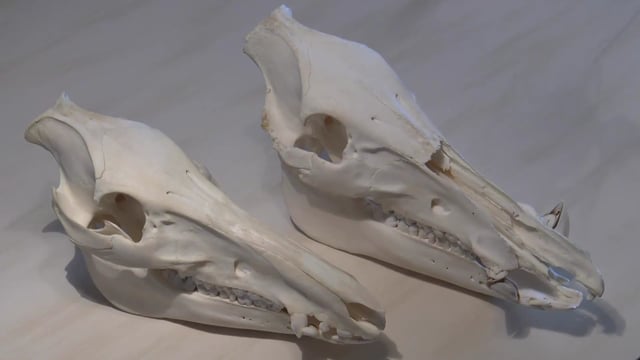 Schädelpräparat Keiler vs. Bache