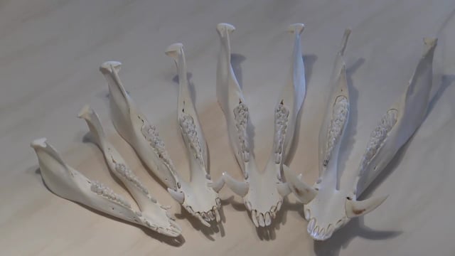 Die 4 Zahnbilder beim Schwarzwild an Hand der Inzisivi (Schneiedezähne)