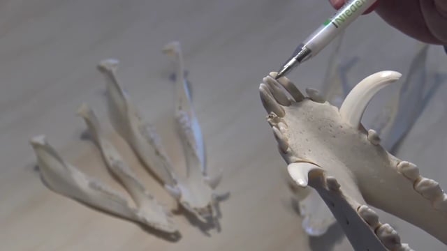 Unterschschied Milchzahn und Dauerzahn an den Schneidezähnen beim Schwarzwild