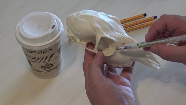 Schädelbeschreibung