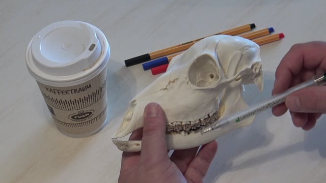 Komplettes Schädelpräparat Schmalreh