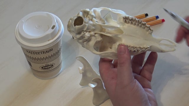 Komplettes Schädelpräparat Rehbock abgeworfen