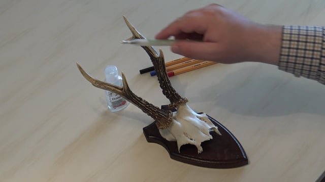 Form und Art der Trophähe