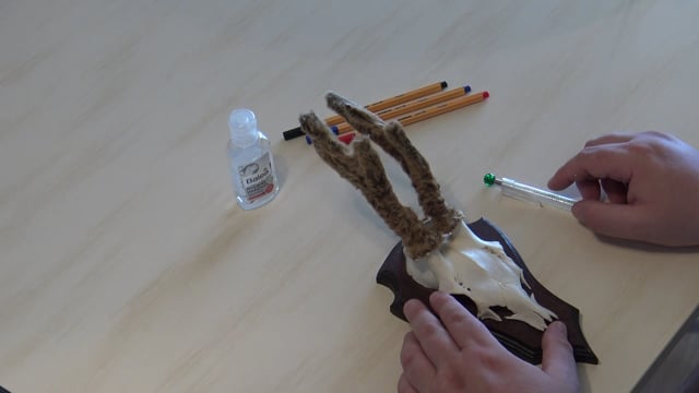 Jährlingsgeweih im Bast