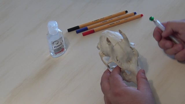 Knopfbock mit Grandeln