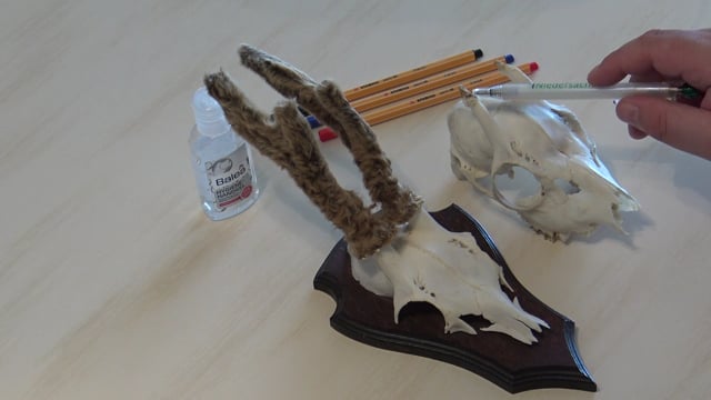 Plus und Minus Variante beim Jährling