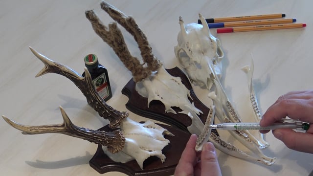 Prüfungssimulation Rehböcke