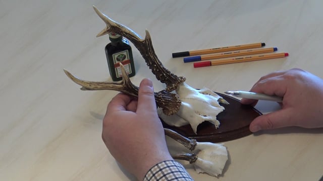 Unterschied zu einem Mehrjährigen Bock und einem Jährling