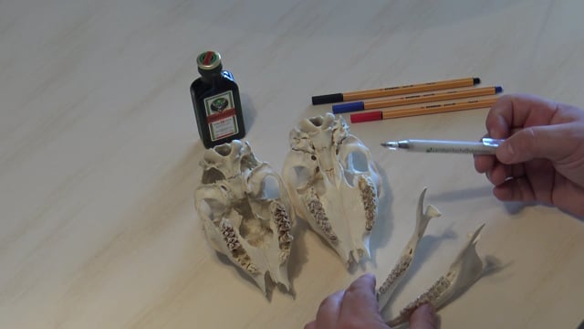 Unterschied Knopfbock und Jährling