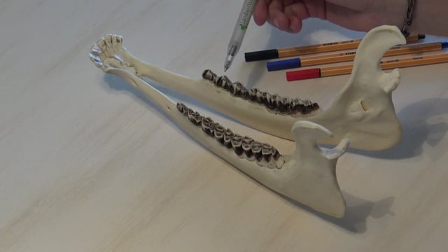 Rotwild Alttier Unterkiefer