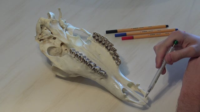 Rotwild Alttier Oberkiefer