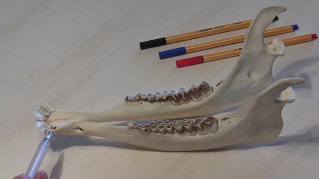 Unterkiefer Rot-Schmaltier 18 Monate alt