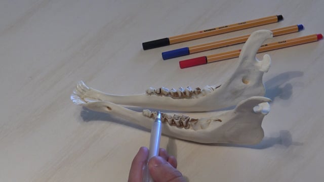 Unterkiefer Rot-Kalb 5-6 Monate