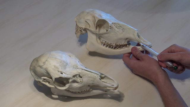 Unterschied Rotwild Kalb und Dam-Alttier