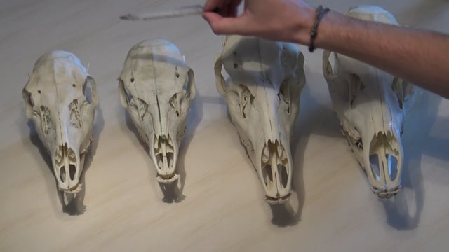 Vom Rot Alttier, Rot Schmaltier zum Rotwild Kalb und Dam Alttier