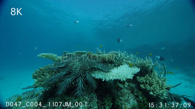 Crown of thorns seastar feeding on coral 8K