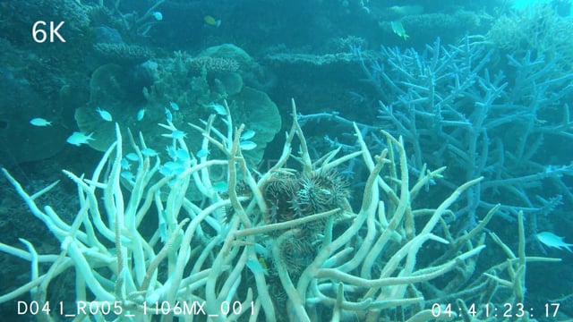 Crown of thorns seastar feeding on coral 6K