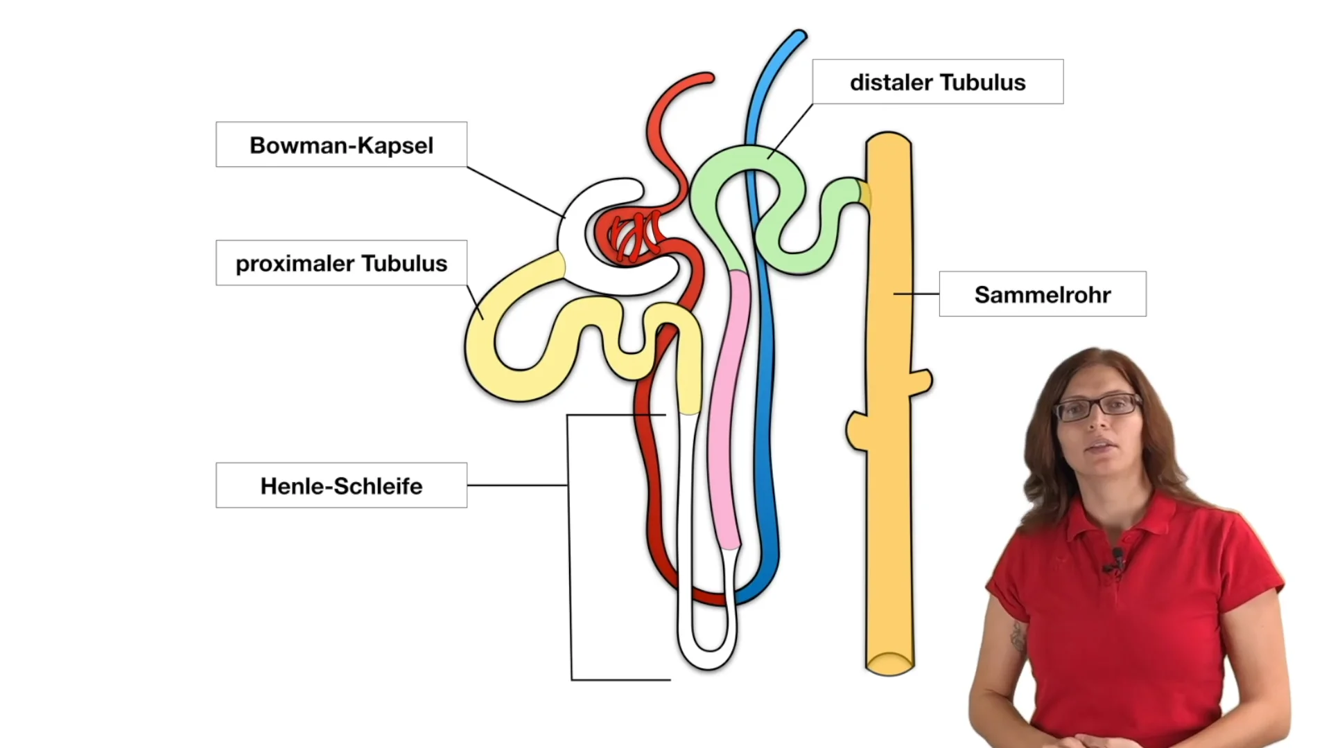 Proximaler Tubulus Akute Nierenschädigung: Von Kreatinin Zu KIM‑1?