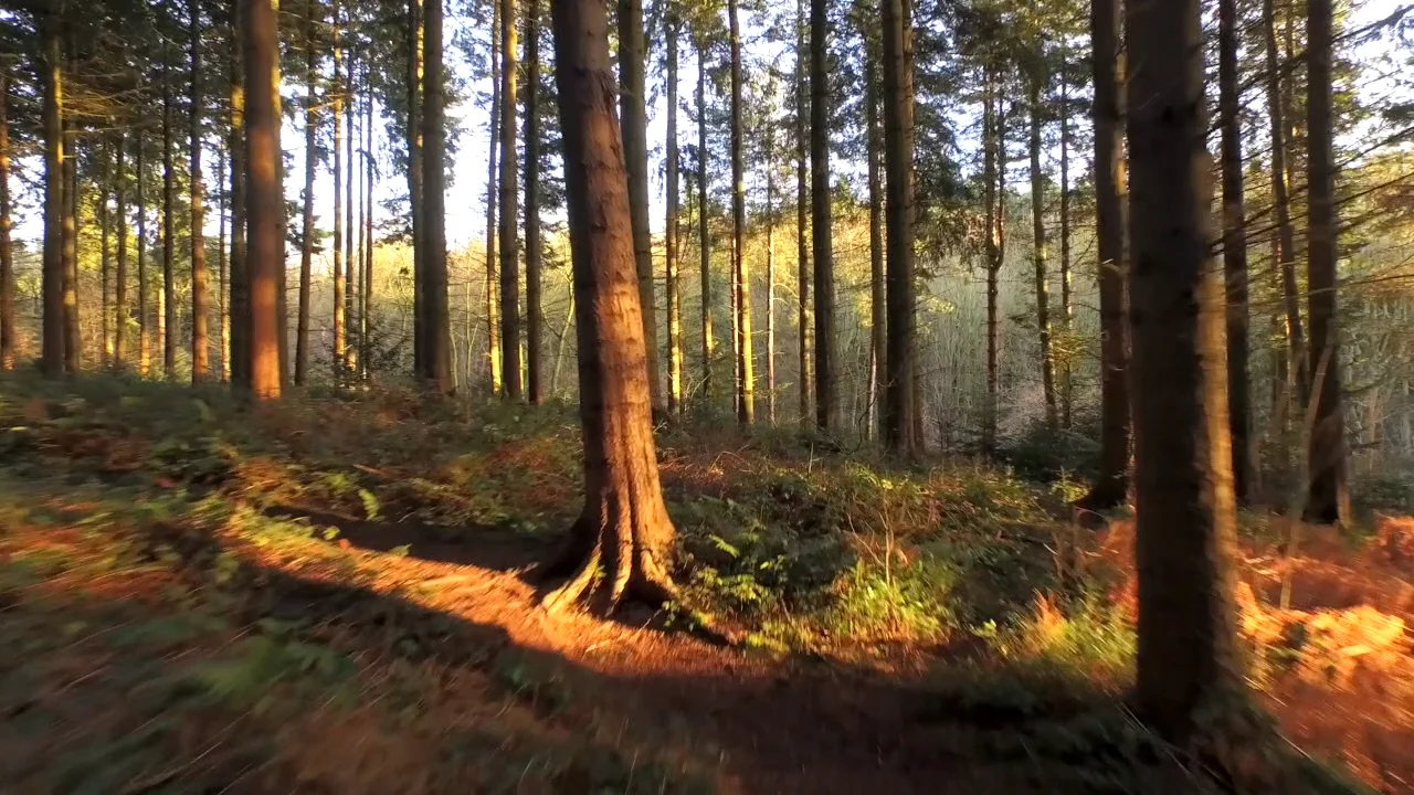 Fort Clinch Willow Pond Trails on Vimeo