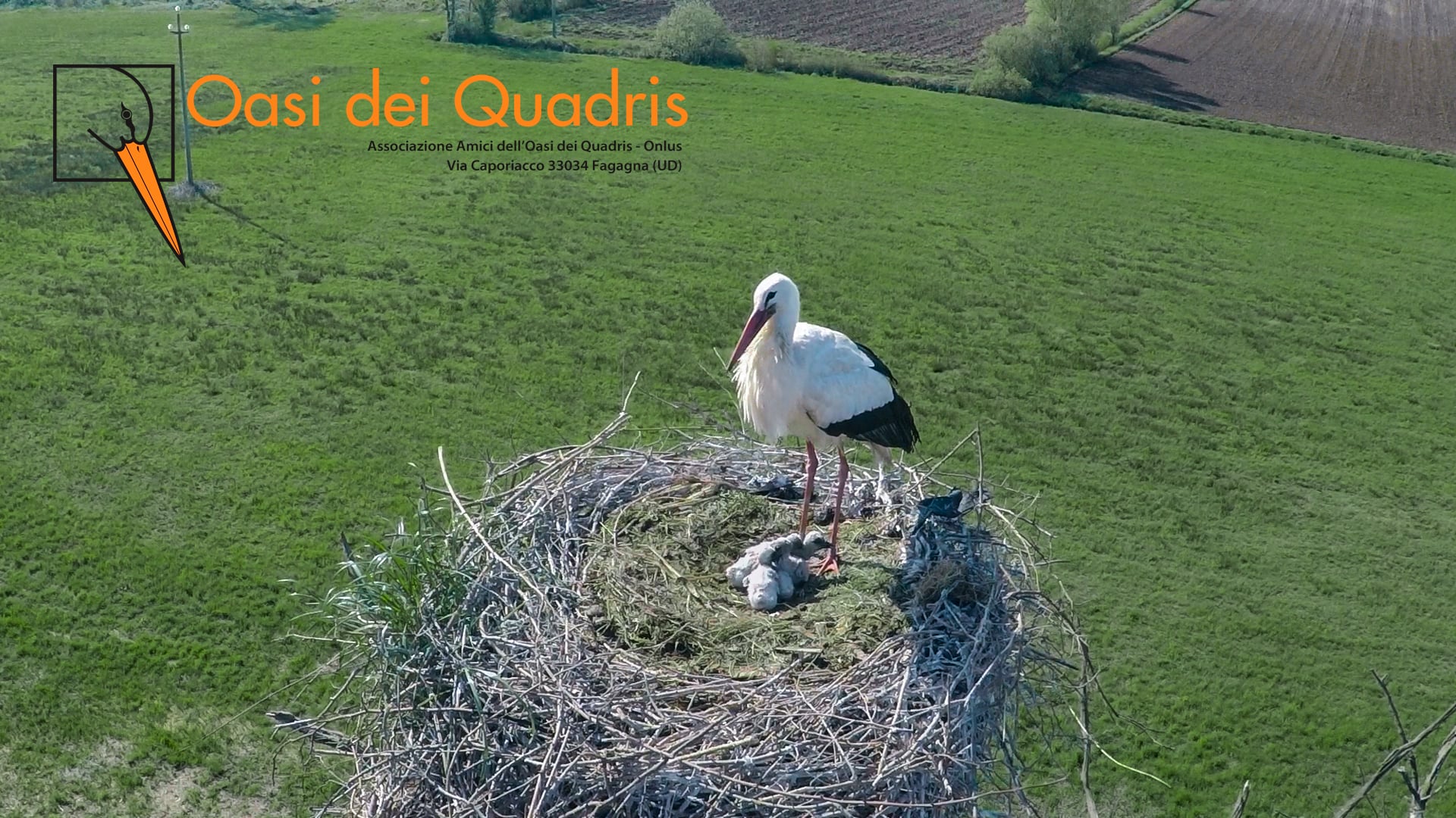 Drone oasi