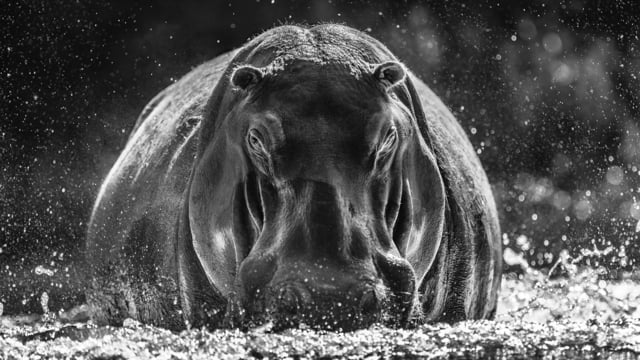 Behind the scenes | David Yarrow