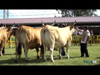 Vacas secas de 9 años en adelante