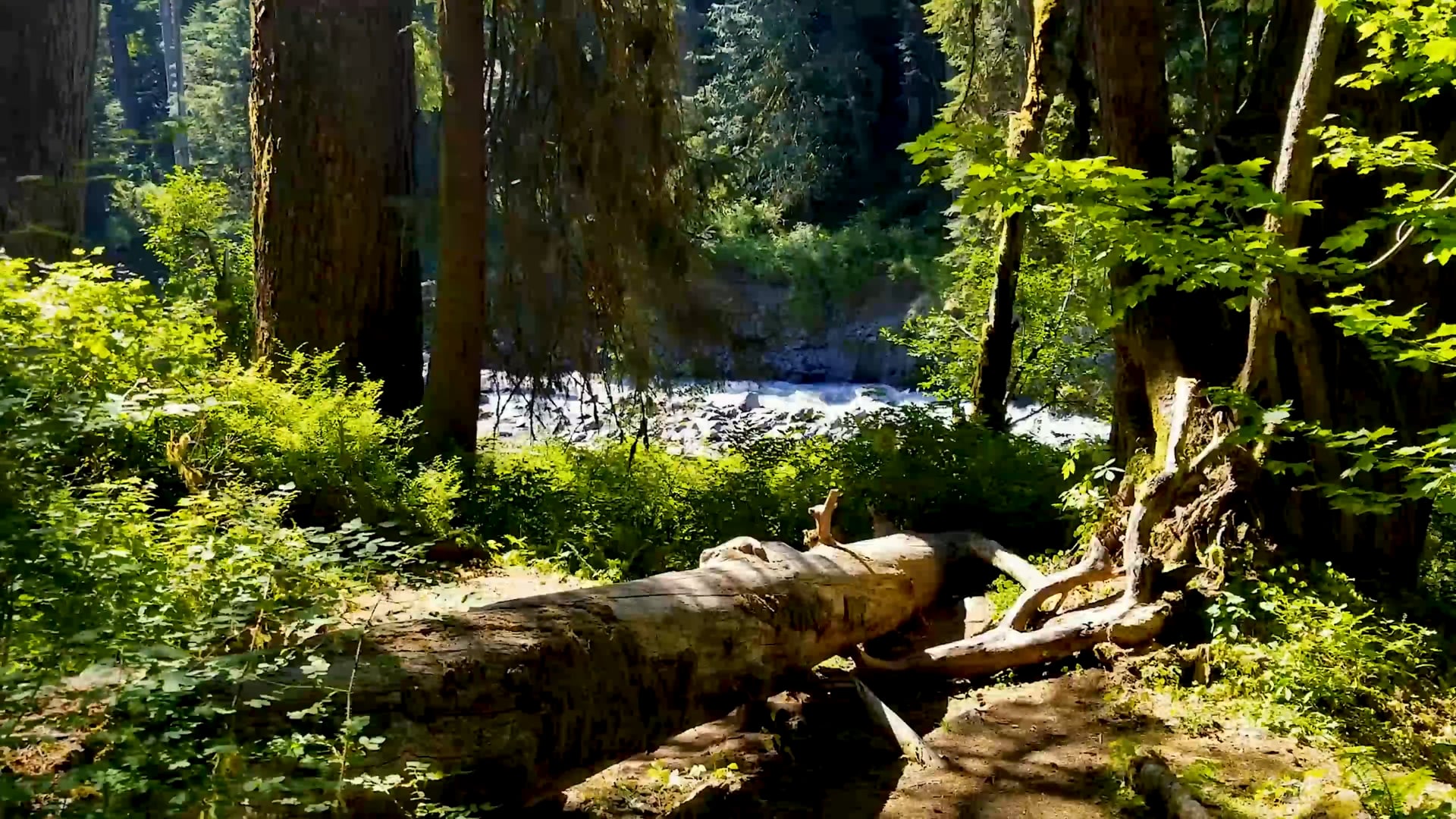 HOH River Trail