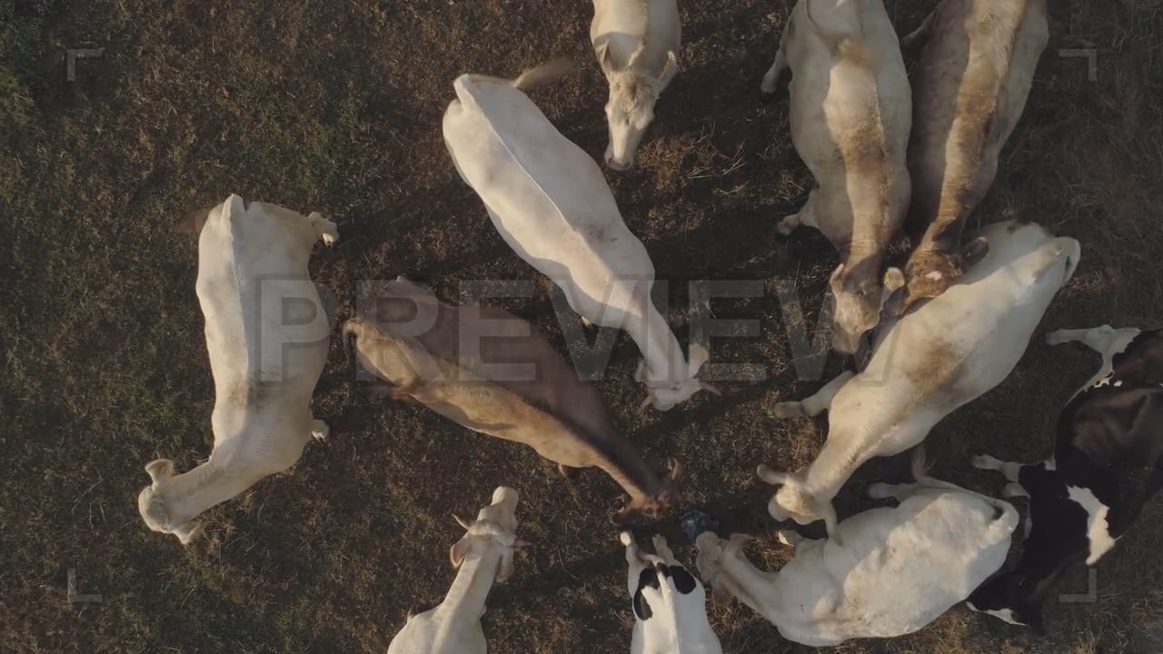 Cows Overhead Aerial Stock Video on Vimeo