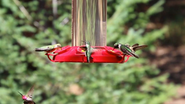 Hummingbirds - Rufous, Broad Tailed, Ruby Throated