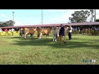 Gran campeonato de vacas en lactación