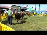 Becerros de 6 a 12 meses