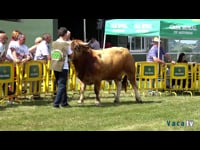 Becerros de 12 a 24 meses