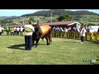 Toros de 4 años en adelante
