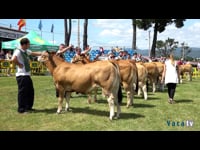 Terneras de 6 a 12 meses