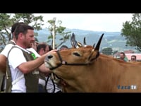 Novillas de 18 a 24 meses