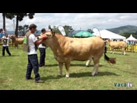 Novillas de 24 a 30 meses que nunca hayan parido