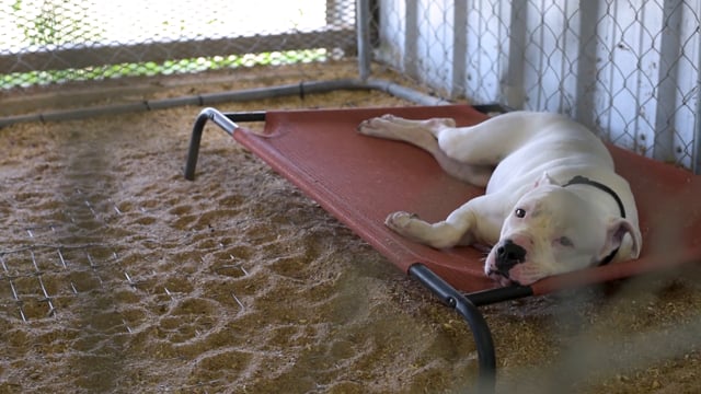 abilene animal shelter volunteer