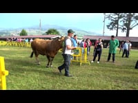 Hembras secas de menos de 3 años