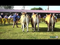 Hembras secas de 3 a 4 años