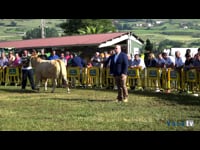 Hembras secas de 4 a 5 años